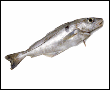 Click to learn more about Fresh Haddock