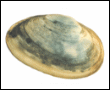 Click to learn more about Fresh Soft-Shell Clams
