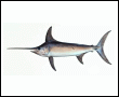 Click to learn more about Fresh Swordfish