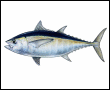 Click to learn more about Fresh Tuna